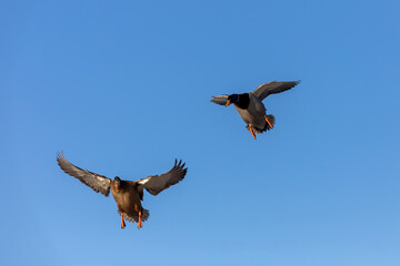 The Mallard - wild duck (Anas platyrhynchos). A pair of wild ducks landing on a river.