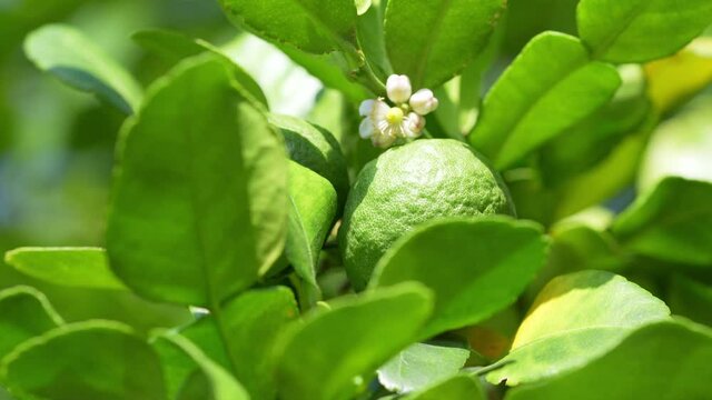 Bergamot and kaffir lime flowers on the bergamot tree, Bergamot medicinal plants with many benefits.