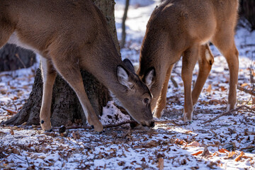The white-tailed deer (Odocoileus virginianus), also known as the whitetail or Virginia deer in the snowy forest