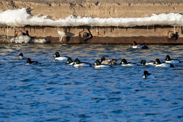 Flock of common goldeneye (Bucephala clangula) on the river