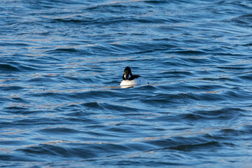 Fototapeta premium The common goldeneye (Bucephala clangula) on the river