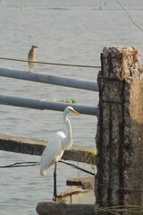 white crane standing on a pole while catching fish