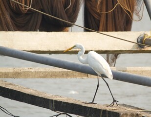 white crane walking on a slab
