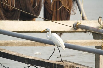 white crane walking on a slab
