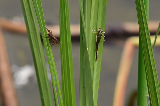 A marsh fly (left) and a damselfly ready to emerge from its larval stage share a plant along the edge of Reflections Lake, Alaska.