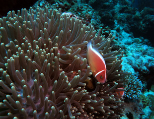 Naklejka na ściany i meble A Pink skunk clownfish or pink anemonefish Cebu Philippines