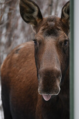 An adult female moose peers around the corner of a house in Wasilla, Alaska.