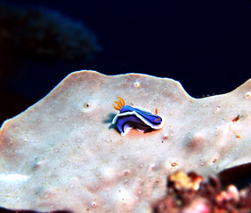 A Chromodoris Lochi nudibranch on a soft coral Boracay Island Philippines 