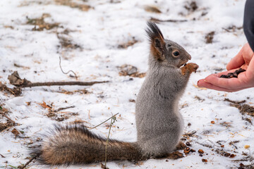 Squirrel eats nuts from a man's hand. Caring for animals in winter or autumn.