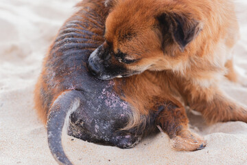 A stray brown dog lies on the beach, biting its mouth with inflamed skin and a large scab extending...