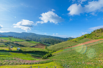 The chinese cabbage and corn vegetable farm field on the mountain. Farm, harvest, agriculture concept.