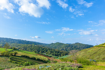 Fototapeta premium The chinese cabbage and corn vegetable farm field on the mountain. Farm, harvest, agriculture concept.