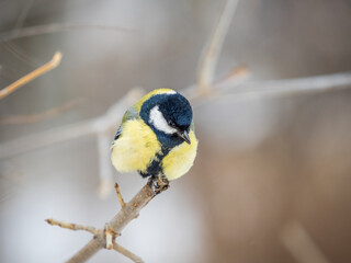 Cute bird Great tit, songbird sitting on a branch without leaves in the autumn or winter.
