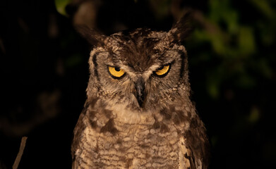 owl face