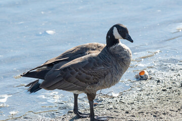 Cackling goose in wetland of Japan