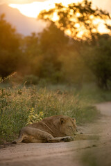 lion with sunset