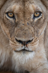 Fototapeta premium lion eyes