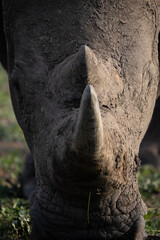 White rhino horn © Rassie