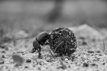 Dung beetle rolling ball