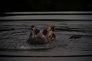 hippo