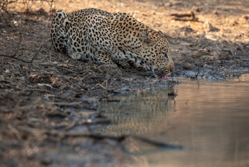 Fototapeta na wymiar leopard drinking