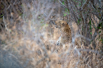 leopard in the grass