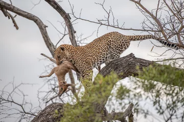 Selbstklebende Fototapeten leopard in the tree © Rassie