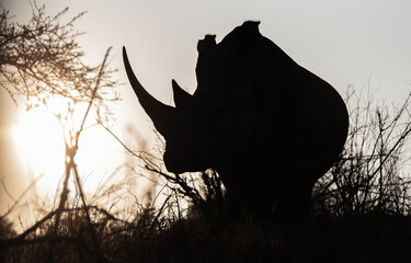 rhino in the sunset