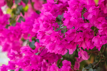 Obraz na płótnie Canvas Lush bloom of pink bougainvillea. Tropical flowers background
