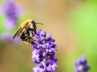 Working bee on lavender flower in summer garden