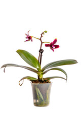 Naklejka na ściany i meble Bush dwarf phalaenopsis orchid in a pot on a white background