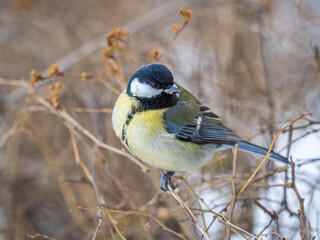 Obraz premium Cute bird Great tit, songbird sitting on a branch without leaves in the autumn or winter.