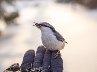The Eurasian nuthatch eats seeds from a man's hand. Hungry bird wood nuthatch eating seeds from a hand during winter or autumn