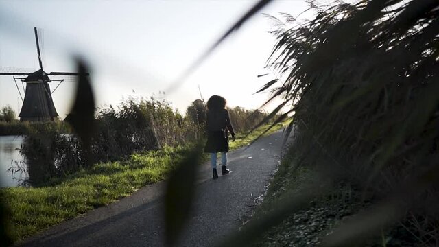 Slow motion shot of a woman walking on a biking path between reet next to a windmill at kinderdijk, the Netherlands. Young adult walking in the centre with plants in the foreground, 4k.