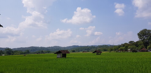 Obraz premium Paddy field
