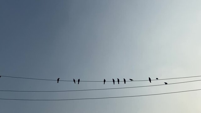 Low angle view of a group of crows sitting on an electric cable wire or overhead telephone wire on a bright sunny day in Dhaka, Bangladesh.