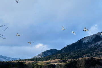 Soaring swan, 2022/1/21
