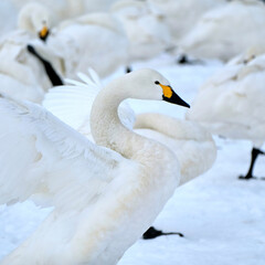 beautiful swans, 2022/1/21