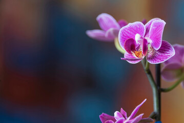 Purple orchid on a purple background with copy space.