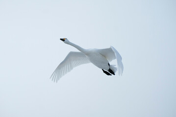 Soaring swan, 2022/1/21