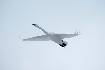 Soaring swan, 2022/1/21