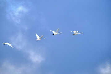 Soaring swan, 2022/1/21
