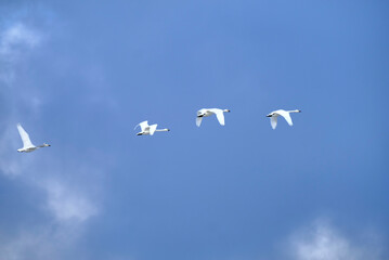 Soaring swan, 2022/1/21