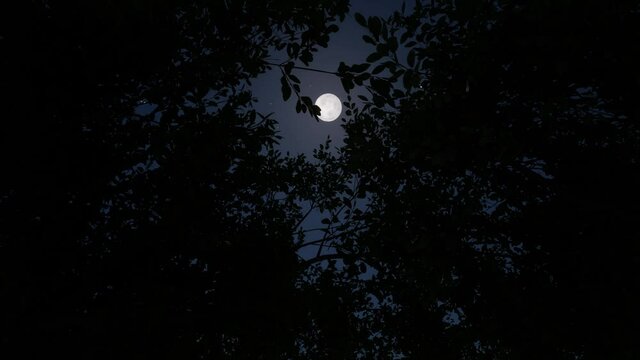 Moon forest Blue sky dark view spooky horror mystery mood 4k