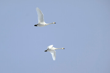 Soaring swan, 2022/1/21