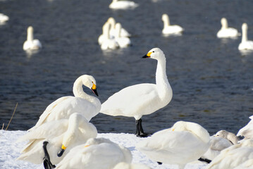 beautiful swans, 2022/1/21