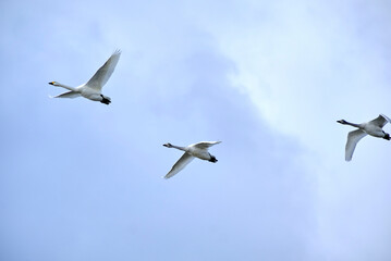 Soaring swan, 2022/1/21