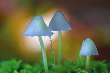 Mushrooms. containing psilocybin grow in the forest. Closeup with shallow depth of field. Selective focus on mushroom caps.