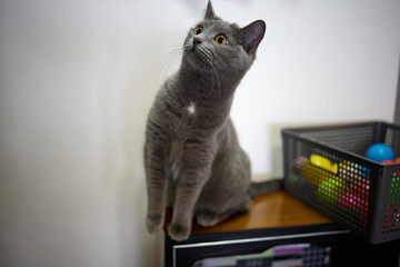 cat lying down on wooden table looking at camera.
