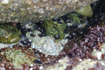 Periwinkle Snails, Pacific Grove